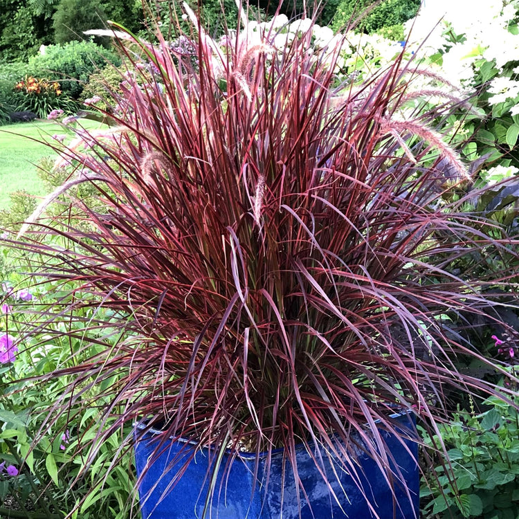 Red Fountain Grass | Extra Large 3 Gallon Plant | Pennisetum Setaceum Rubrum | Vibrant Landscape Feature | Striking Color Contrast | Full Sun Perennial Ornamental Grass
