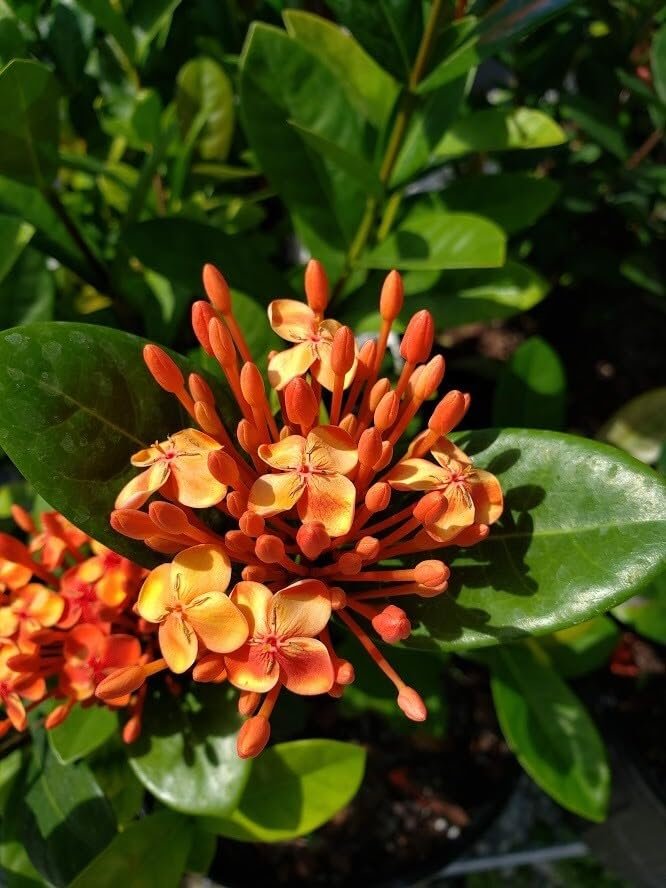Ixora Maui Red I Large Gallon Size Plant I Rubiaceae Ixora Coccinea | Live Lush Red Cluster Blooms, Heat and Drought Tolerant, Ideal for Tropical and Subtropical Gardens