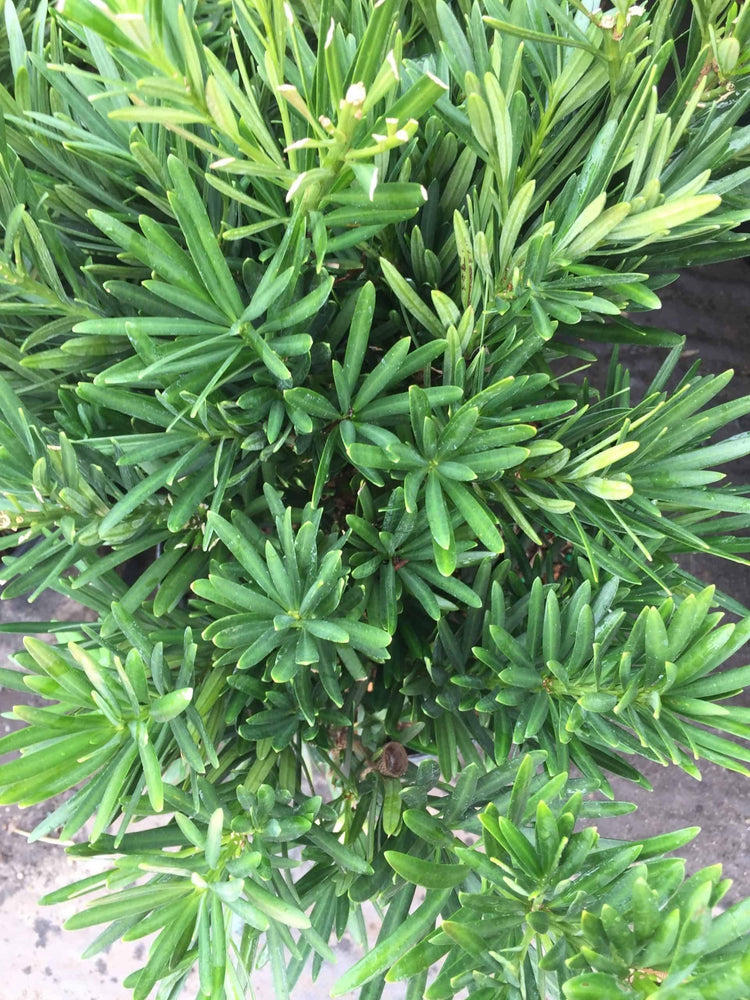 Podocarpus Pringles | Extra Large 3 Gallon Plants | Podocarpus Macrophyllus 'Pringles' | Ideal for Hedges | Low Maintenance Shrub
