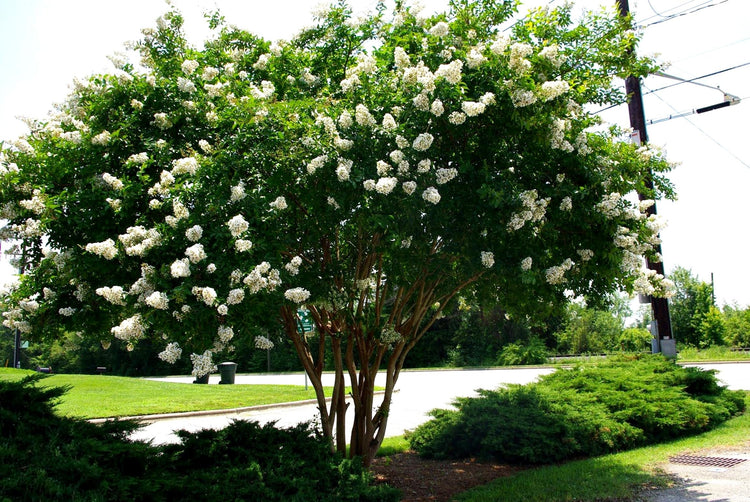 Crape Myrtle Natchez Plant | Large Gallon Size Pot | Lagerstroemia Indica | Ornamental Garden Flowering Tree | White Blooms