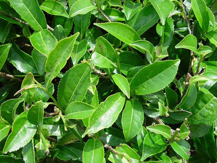Camellia Sinensis Tea Plants | Live 4 Inch Pots | Camellia Sinensis | Grow & Brew Your Own Tea | Perfect for Home Gardens