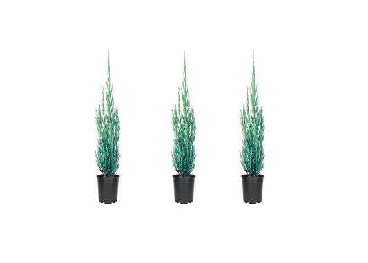 Skyrocket Juniper | Live 4 Inch Pots | Juniperus Scopulorum | Formal Upright Evergreen Tree