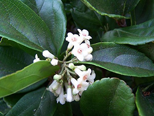 Viburnum Suspensum | Live Plants | Evergreen Privacy Hedge