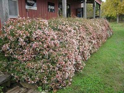 Abelia Chinensis Rose Creek | Live Plants | Flowering Deer Resistant Butterfly Attracting Shrub