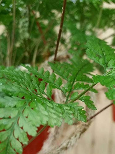 White Paw Fern | Live Plants | Davallia Tyermanii | Indoor Outdoor Tropical Foliage | Fuzzy Root Houseplant | Exotic Decorative Greenery | Pet Safe