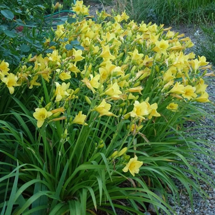 Daylily Happy Returns I Live 3 Inch Pots I Hemerocallis | Yellow Flowers | Perennial Garden Star, Easy|to|Grow for Continuous Floral Display