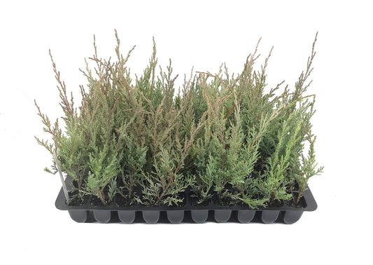 Hetzi Columnar Juniper | Live Plants | Juniperus Chinensis | Evergreen Privacy Barrier