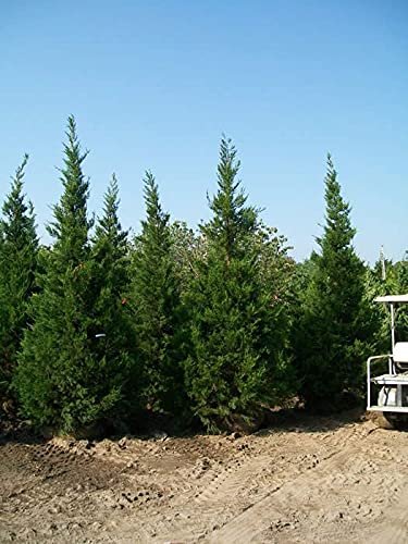 Hetzi Juniper | Live Gallon Size Tree | Juniperus Chinensis | Drought Tolerant Cold Hardy Evergreen Privacy Screening Plants