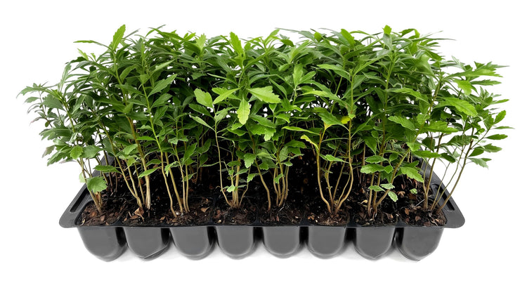 Wax Myrtle | Live Plants | Myrica Cerifera | Fast Growing Evergreen Shrub | Privacy Hedge Plants | Adaptable Landscaping Bushes