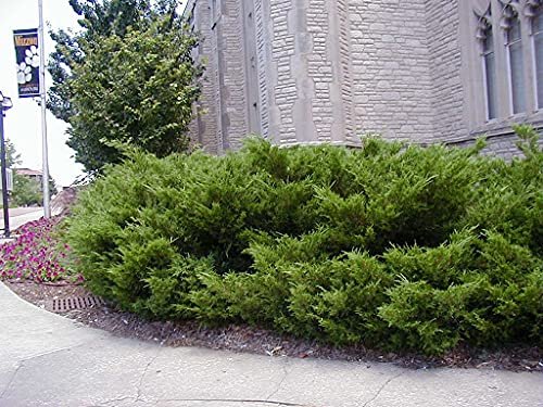 Sea Green Juniper | Live 4 Inch Pot | Juniperus Chinensis | Drought Tolerant Cold Hardy Evergreen Border Screening Plant