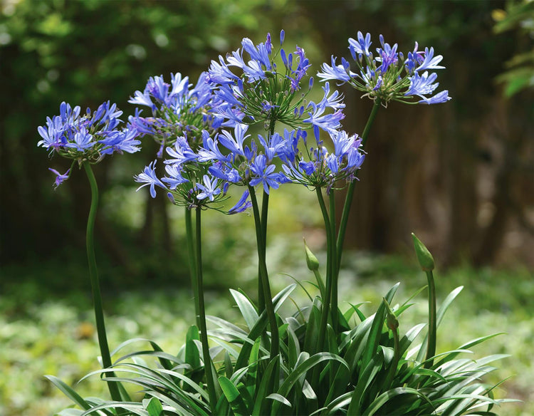 Agapanthus Africans Blue | Extra Large 3 Gallon Plant | Vibrant & Hardy Perennial, Lush, Ornamental Plant with Brilliant Blue Blooms, Ideal for Borders, Containers & Landscape Accents