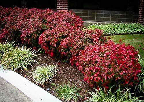Firepower Heavenly Bamboo | 50 Live Plants | Nandina Domestica