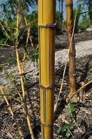 Golden Hawaiian Bamboo | Live Plant | Bambusa Vulgaris Vittata | Beautiful Rare Unique Specimen | Non|Invasive Clumping Bamboo Privacy Screen