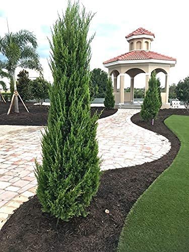 Spartan Juniper | Juniperus Chinensis | Live 4 inch Container Trees | Evergreen Privacy Screening Plants