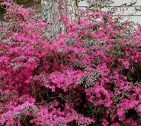Loropetalum Plum Delight | Extra Large 3 Gallon Plants | Loropetalum Chinense VAR. Rubrum | Lush Landscaping | Garden Accent