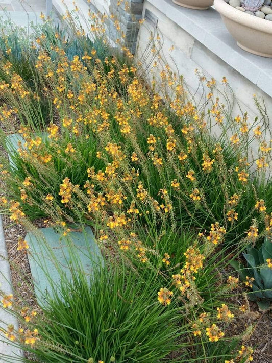 Bulbine Frutescens Hallmark Orange | Live Plants | Butterfly Attracting Flowering Groundcover