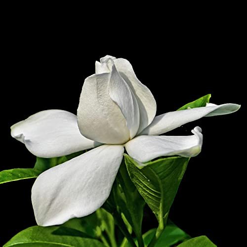 Gardenia August Beauty | Live Plants | Gardenia Jasminoides | Beautiful Fragrant White Blooming Shrub