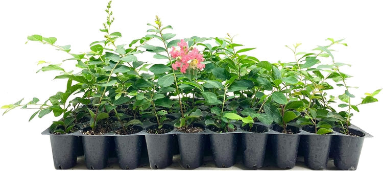 Crape Myrtle Tuscarora | Live Plants | Lagerstroemia Indica | Vibrant Red Flowers | Fast|Growing Ornamental Shrub | Drought|Tolerant | Garden Beauty