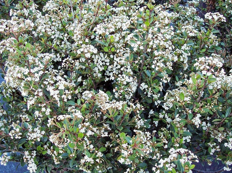 Viburnum Densa | Extra Large 3 Gallon Plant | Viburnum Odoratissimum 'Densa' | Lush Landscape Addition | Hardy Shrub