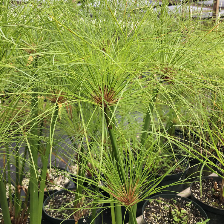 Giant Egyptian Papyrus | 10 Live Plants | Cyperus Large Shade & Wet Tolerant Aquatic Foliage