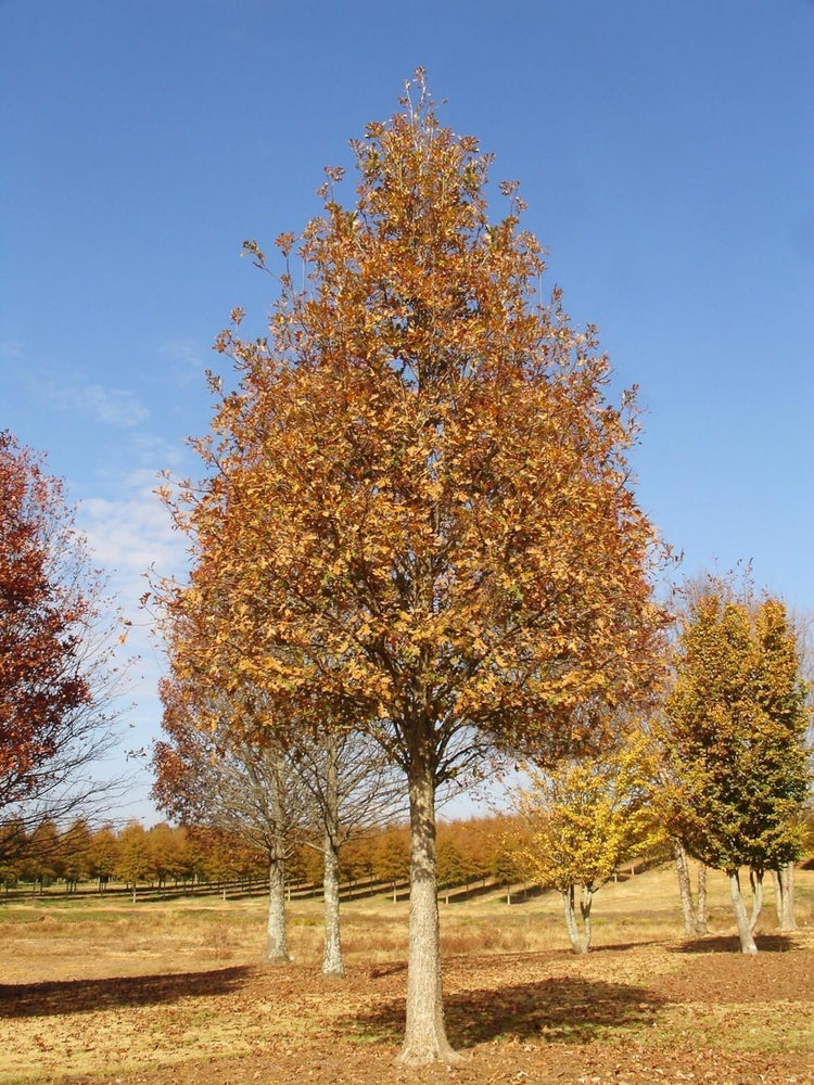 Overcup Oak Tree | Live Seedlings | Quercus Lyrata | Ideal for Landscaping & Shade | Long|Lasting & Resilient Plant