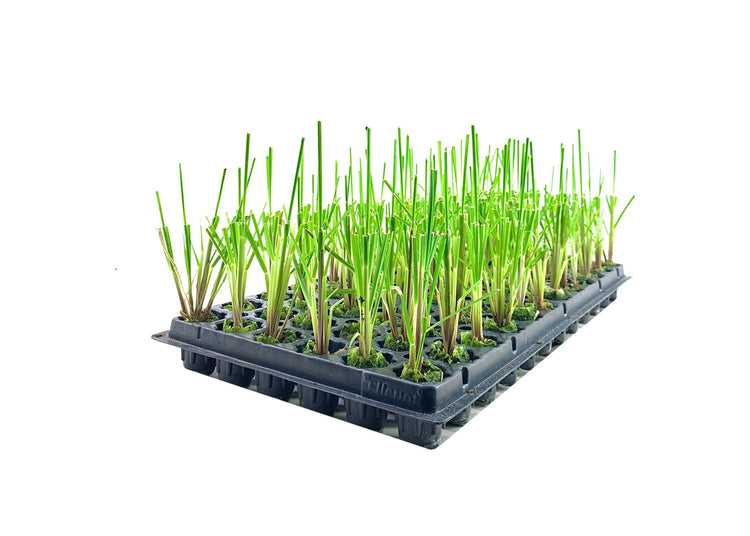 Pampas Grass Blue Bayou | Live Plants | Cortaderia Selloana | Dwarf Low Maintenance Drought Tolerant Ornamental Grass