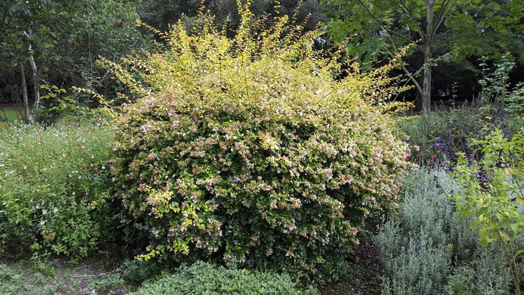 Abelia Francis Mason | Extra Large 3 Gallon Plant | Vibrant & Variegated Foliage, Drought|Tolerant, Low|Maintenance Shrub, Perfect for Landscaping, Borders & Ornamental Gardens