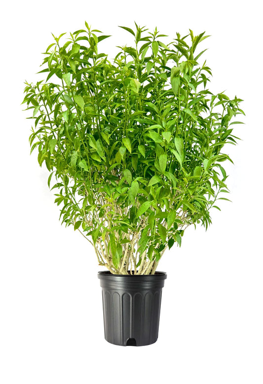 Night Blooming Jasmine | Extra Large 3 Gallon Plants | Cestrum nocturnum | Heavenly Scented Shrub | Ideal for Evening Gardens