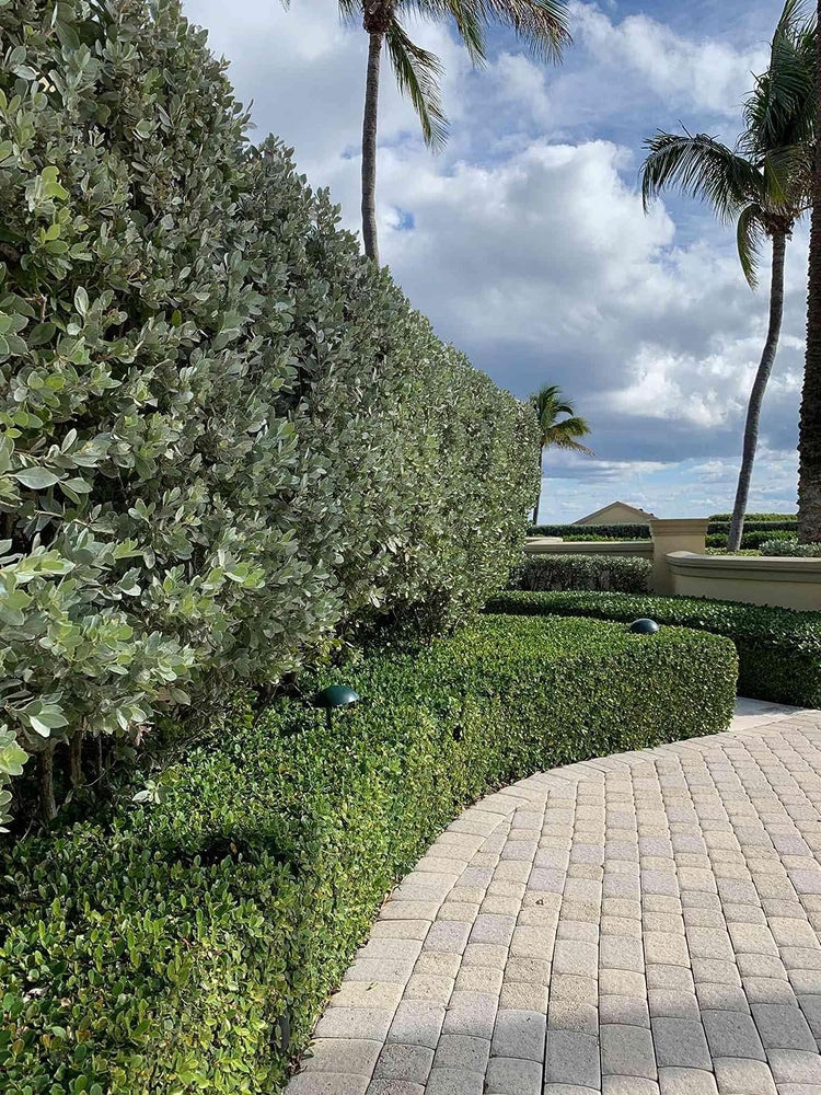 Green Island Ficus | Live Plants | Ficus Microcarpa | Lush Indoor/Outdoor Ornamental Plant | Easy Care & Fast Growing | Perfect for Home, Garden, & Office Decor