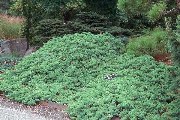 Procumbens Nana Juniper | Extra Large 3 Gallon Plants | Lush, Low|Growing Evergreen, Ideal for Ground Cover, Bonsai, Topiary, and Landscape Design, Hardy & Drought Resistant