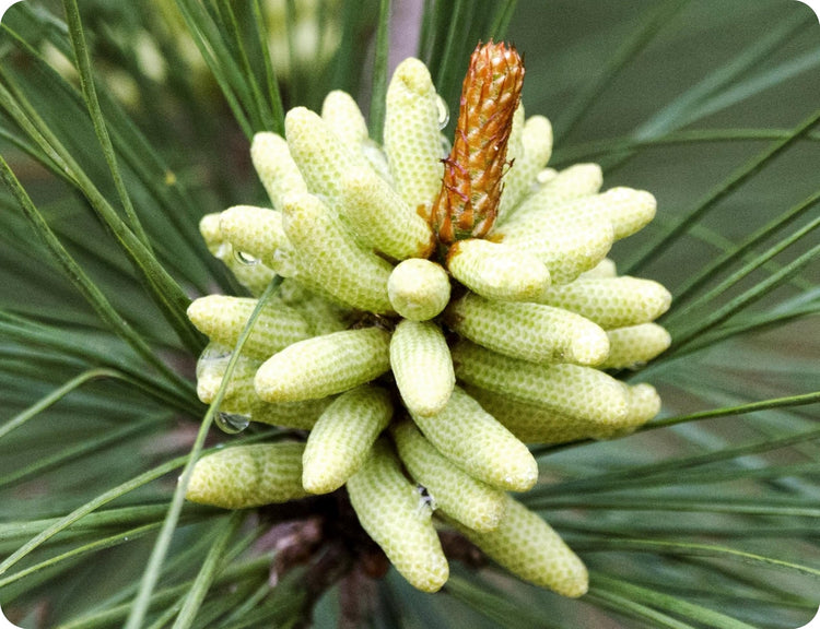 Loblolly Pine Tree | Large Gallon Size Pots | Pinus Taeda | Fast|Growing Evergreen | Shade Tree Plants
