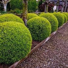Wintergreen Boxwood | Extra Large 3 Gallon Plant | Dense, Evergreen Shrub, Ideal for Decorative Hedges, Topiary Art & Landscape Borders, Cold Hardy & Drought Tolerant