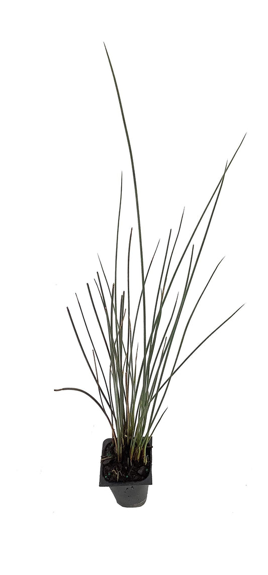 Blue Arrows Rush Grass | Juncus Inflexus | Live Plants | Drought Tolerant Low Maintenance