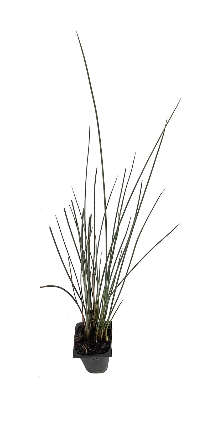 Blue Arrows Rush Grass | Juncus Inflexus | Live Plants | Drought Tolerant Low Maintenance