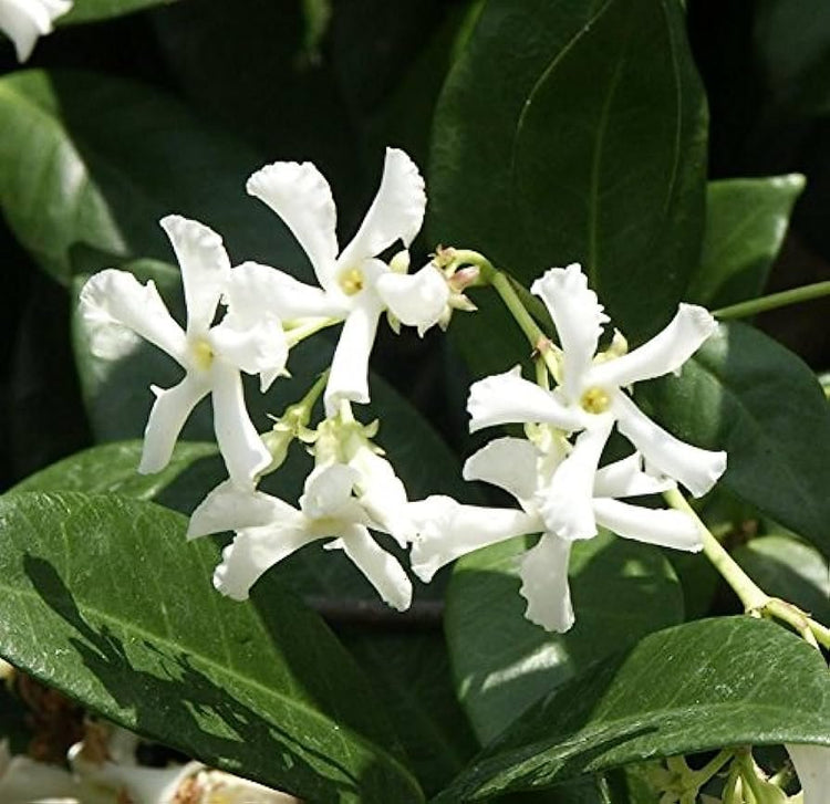 Star Confederate Jasmine I 2 Large Gallon Size Plants I Trachelospermum Jasminoides I Live Fragrant White Star-Shaped Flowers, Perfect for Trellises, Fences, and Arbors