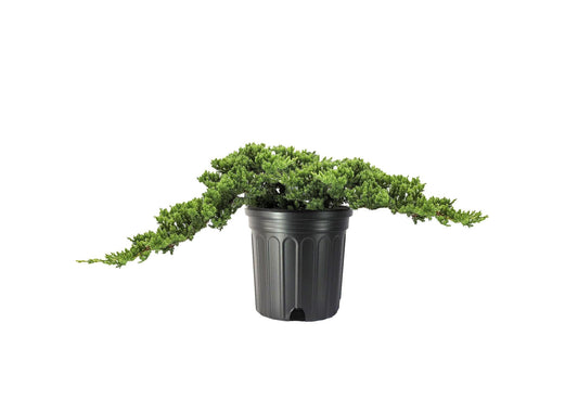 Procumbens Nana Juniper | Extra Large 3 Gallon Plants | Lush, Low|Growing Evergreen, Ideal for Ground Cover, Bonsai, Topiary, and Landscape Design, Hardy & Drought Resistant