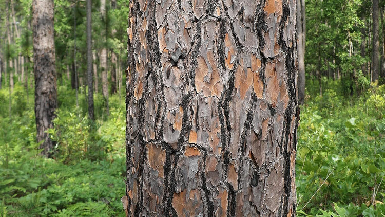 Longleaf Pine Tree | Live Plants | Pines Palustris | Hardy Fast Growing Evergreen Eco|Friendly Trees