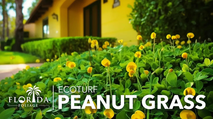 EcoTurf Perennial Peanut Grass | Large Gallon Size Plant | Arachis Glabrata | Live Ground Cover for Sustainable Landscaping, Drought|Tolerant