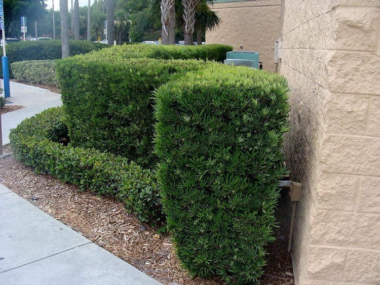 Podocarpus Macrophyllus | Live 4 Inch Pots | Japanese Yew | Low Maintenance Evergreen Privacy Hedge Plants