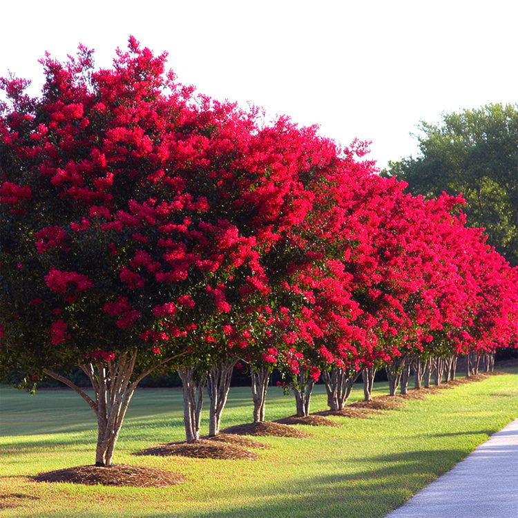 Crape Myrtle Red Rocket | Extra Large 3 Gallon Plants | Vivid Scarlet Blooms, Live Plant, Striking Ornamental Shrub for Vibrant Garden Displays