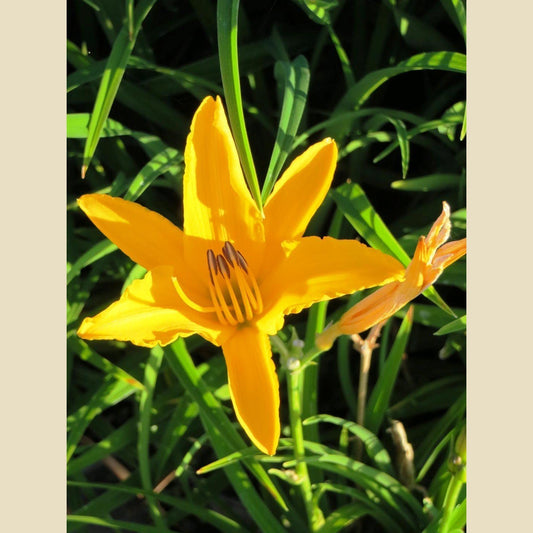 Daylily Aztec Gold | Live 4 Inch Pots | Hemerocallis Plants | Beautiful Low Maintenance Blooming Groundcover