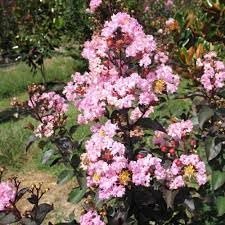 Crape Myrtle Rhapsody in Pink | Extra Large 3 Gallon Plant | Soft Pink Blooms, Live Plant, Elegant Ornamental Shrub for Graceful Garden Displays