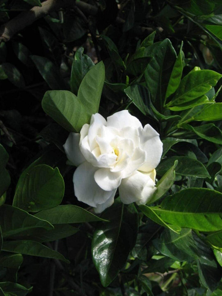 Everblooming Gardenia Jasminoides 'Veitchii' | Live Plants | Beautiful Fragrant Blooming Shrub