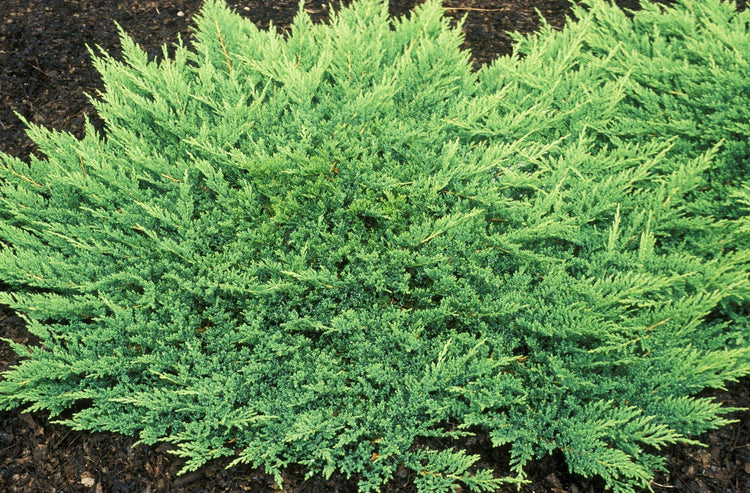 Prince of Wales Juniper | Live Plants | Drought Tolerant Cold Hardy Evergreen Ground Cover