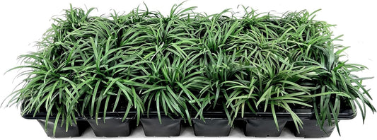 Dwarf Mondo Grass | Large 4 Inch Pots | Ophiopogon Japonicus Nanus | Live Evergreen Shade Loving Groundcover