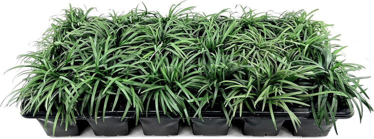 Dwarf Mondo Grass | Large 4 Inch Pots | Ophiopogon Japonicus Nanus | Live Evergreen Shade Loving Groundcover