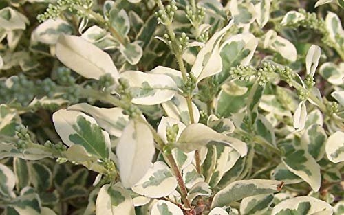 Ligustrum Sinense Variegated | Live Plants | Chinense Privet Sinense | Deciduous Flowering Ornamental Shrub