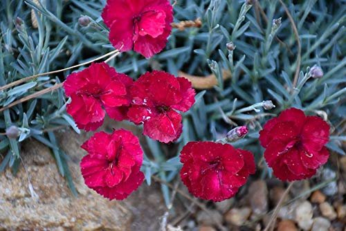 Frosty Fire Dianthus | Live Plants | Dianthus Allwoodii | Fragrant Cold Hardy Groundcover