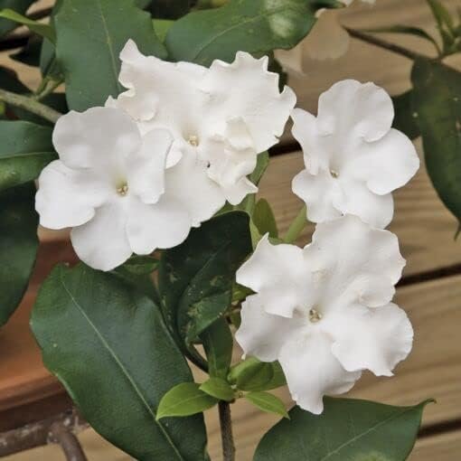 Lady of The Night | Live Plants | Brunfelsia Americana Nitida | Fragrant Tropical Bloomer | Perfect for Evening Gardens