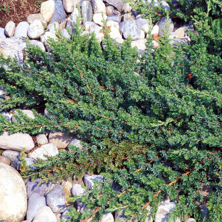 Blue Pacific Juniper | Extra Large 3 Gallon Plants | Live Fast|Growing Ground Cover Shrub, Drought|Tolerant, Low|Maintenance Landscaping Plant